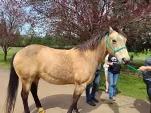 Big Gray Arrives at the Ranch