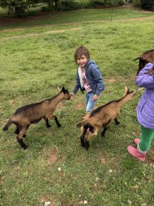 Young girl in a blue jacket feeds a brown goat in a grassy yard, with a fence in the background.