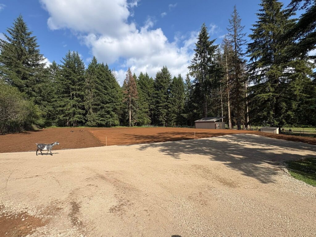 Dirt field with a small dog walking near the left foreground, dense evergreen trees behind and a small shed on the right.