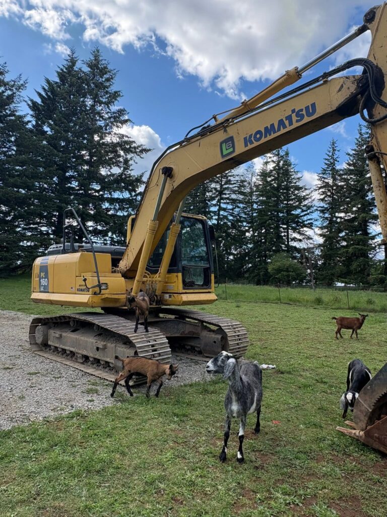 Yellow Komatsu excavator in a grassy field with several goats nearby under a partly cloudy sky.